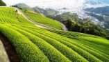 Os segredos e cuidados do Chá Verde